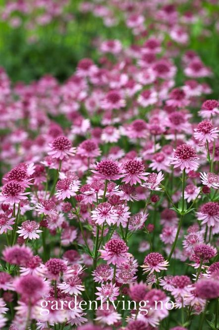Hovedbilde Storstjerneskjerm 'Roma' - Astrantia major