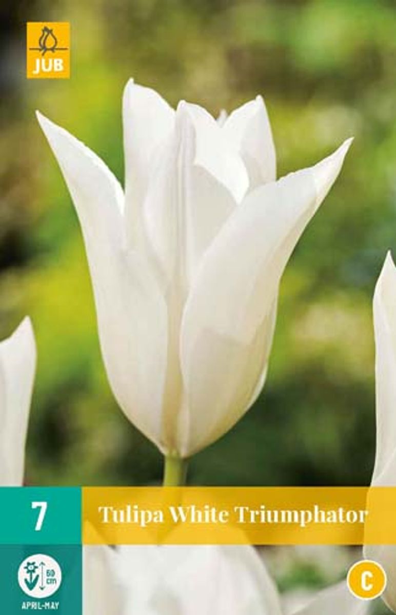 Tulipan 'White Triumphator', Liljeblomstrende - 7 stk