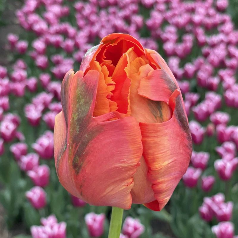 Tulipan 'Avignon Parrot', papegøyeblomstrende - 10 stk