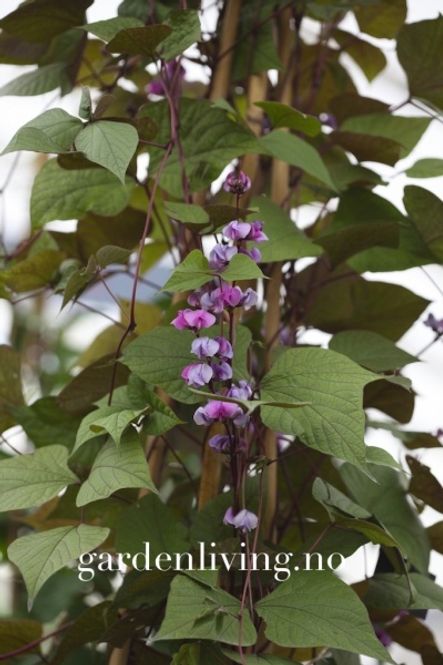 Hovedbilde Hjelmbønne - Lablab purpureus