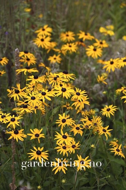 Hovedbilde Praktsolhatt ’Goldsturm’ - Rudbeckia fulgida 