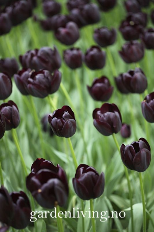 Tulipan 'Queen of Night', sen enkel - 10 stk