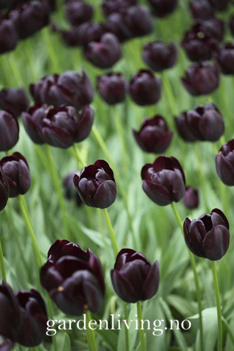 Tulipan 'Queen of Night’, sen enkel - 10 stk