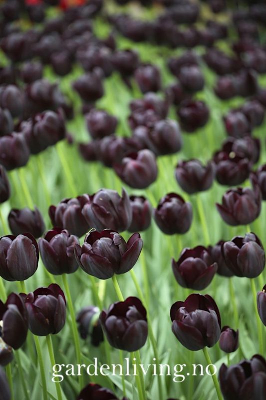 Tulipan 'Queen of Night', sen enkel - 10 stk