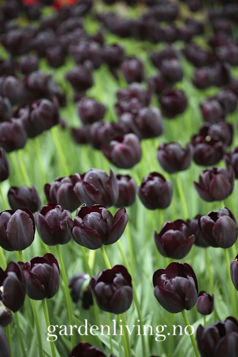 Tulipan 'Queen of Night’, sen enkel - 10 stk