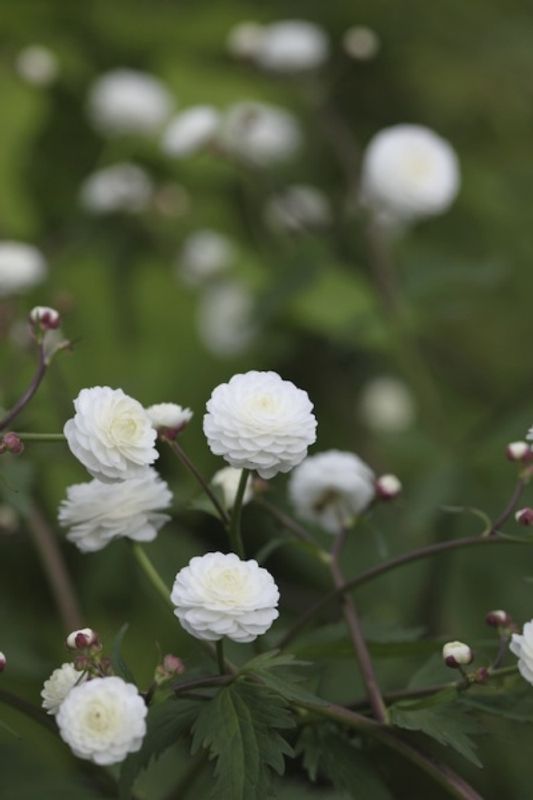 Duppesoleie - Ranunculus aconitifolius 'Pleniflorus'