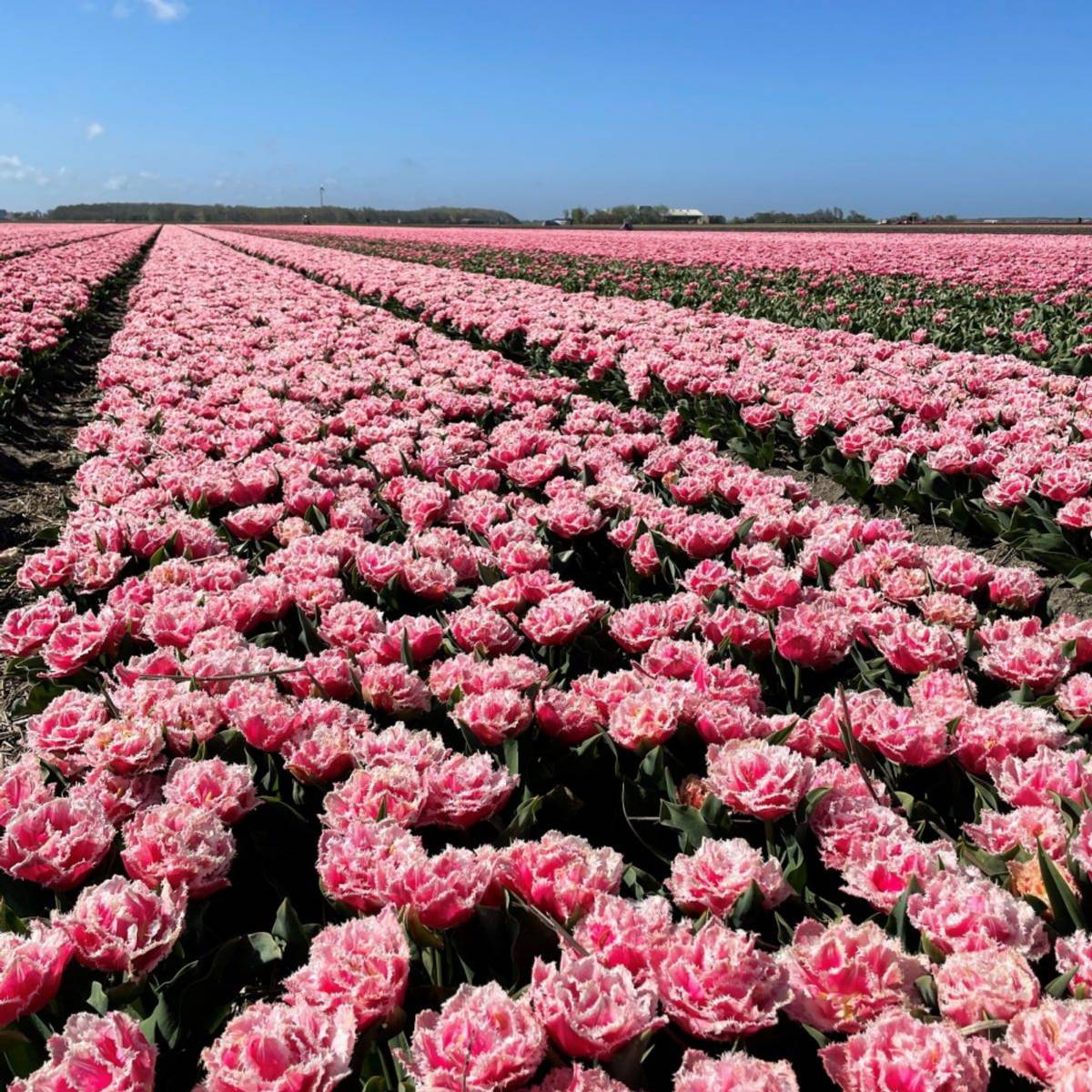 Tulipan 'Queensland’, sen dobbel - 5 stk