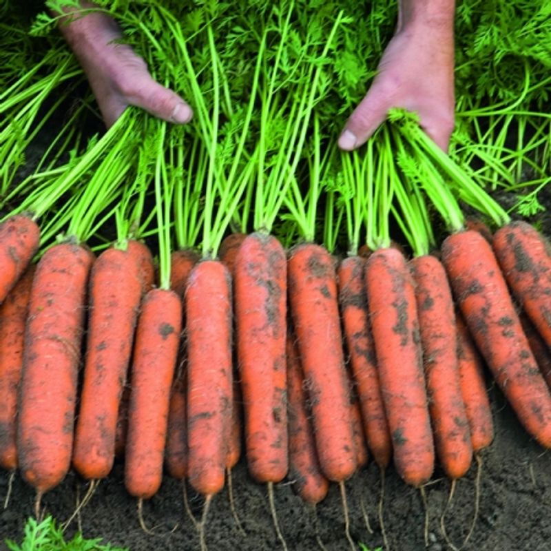 Gulrot 'Norwich' F1 - Daucus carota