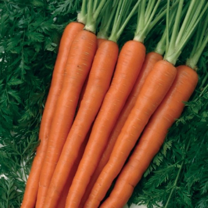 Hovedbilde Gulrot 'Sugarsnax 54' F1 - Daucus carota