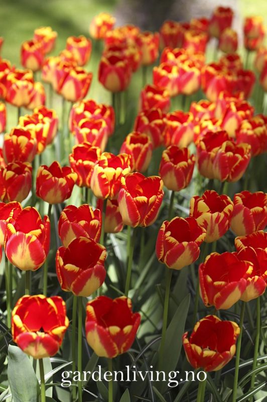 Tulipan 'Banja Luka', darwinhybrid - 10 stk