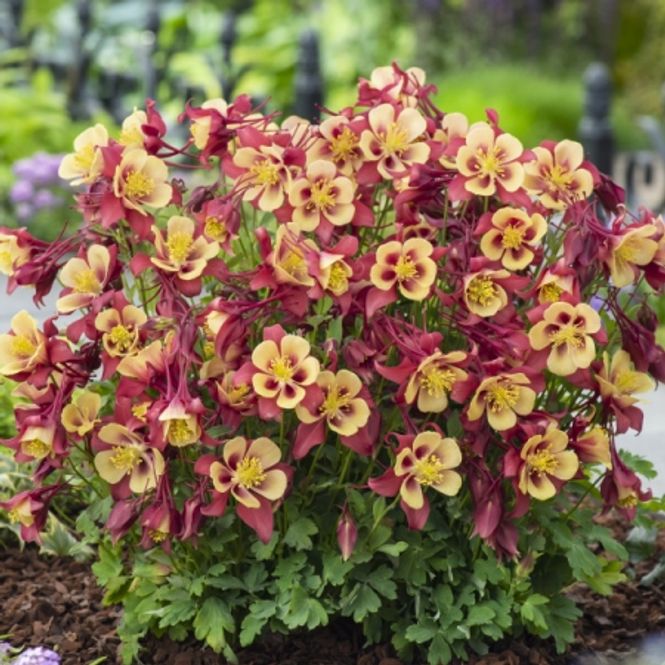 Hovedbilde Akeleie 'Early Bird Red Yellow' F1 - Aquilegia 