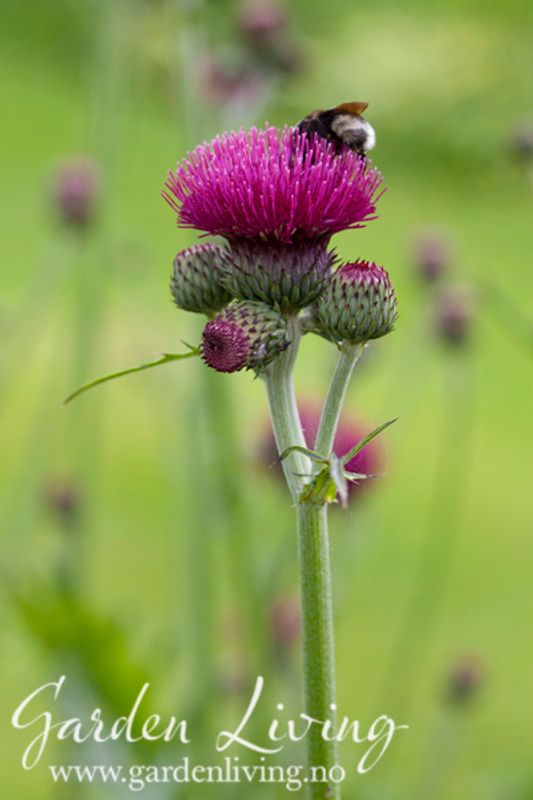 Bekketistel 'Atropurpureum' - Cirsium rivulare 