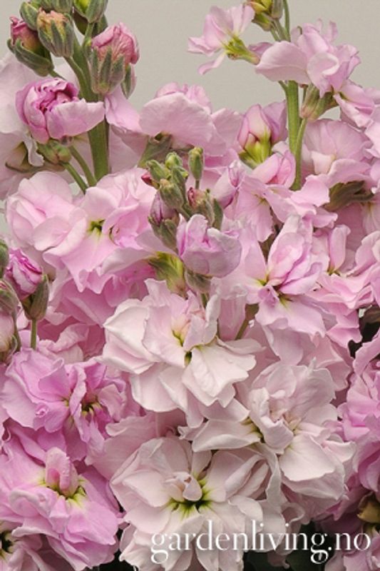 Levkøy 'Cherry Blossom Punch' - Matthiola incana