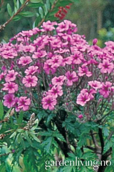 Hovedbilde Madeirastorkenebb 'Guernsey Pink' - Geranium maderense 