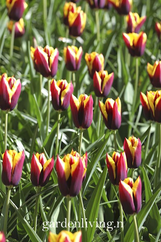 Tulipan 'Gavota', triumphtulipan - 10 stk