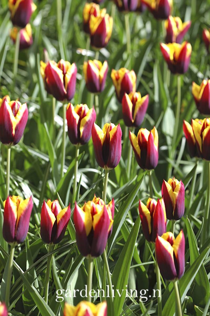 Tulipan 'Gavota', triumphtulipan - 10 stk