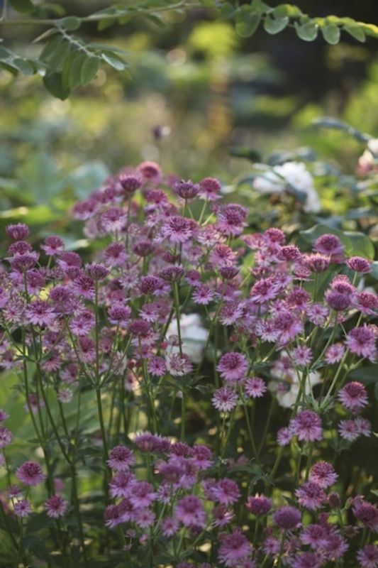 Storstjerneskjerm 'Roma' - Astrantia major