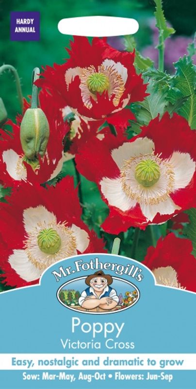 Pionvalmue 'Victoria Cross - Papaver somniferum