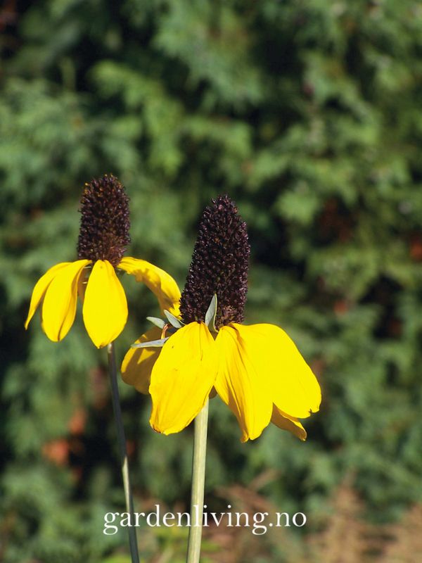 Rudbeckia amplexicaulis