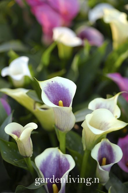 Hovedbilde Kala 'Picasso' - Zantedeschia, 1 stk.