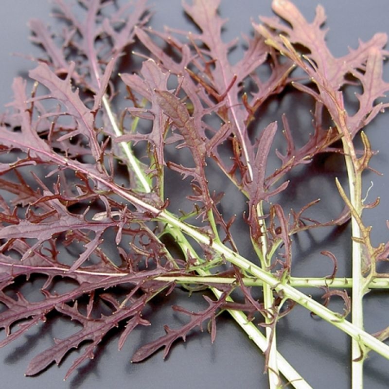Sareptasennep 'Red Frills' -  Brassica juncea