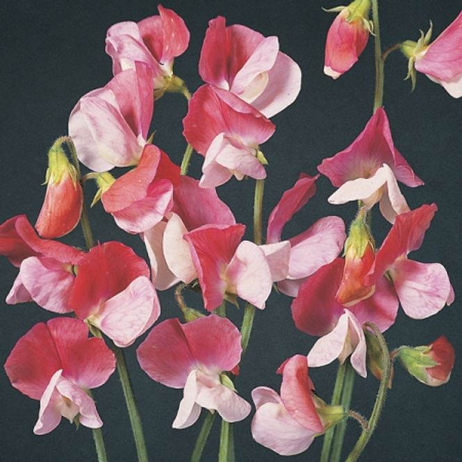Hovedbilde Blomsterert 'Painted Lady - Lathyrus odoratus