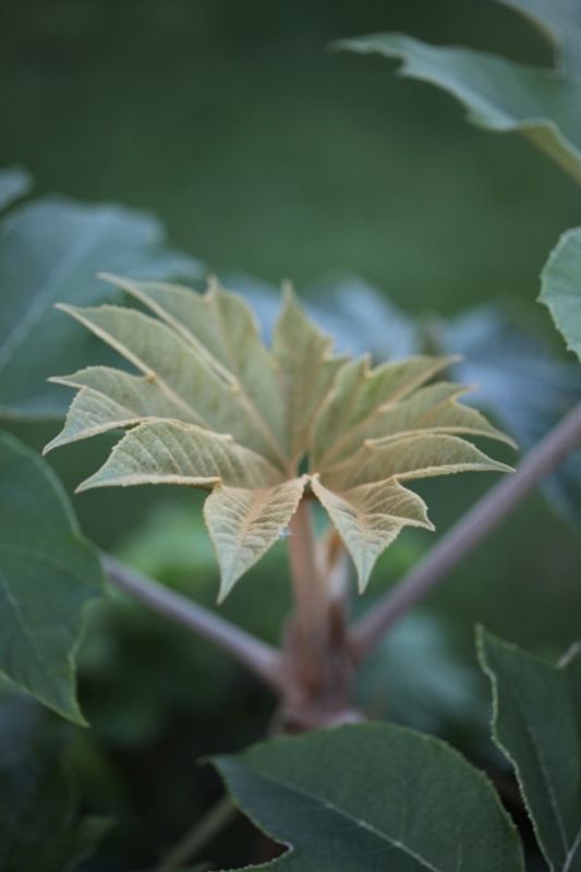 Tetrapanax papyrifer 'Rex' 
