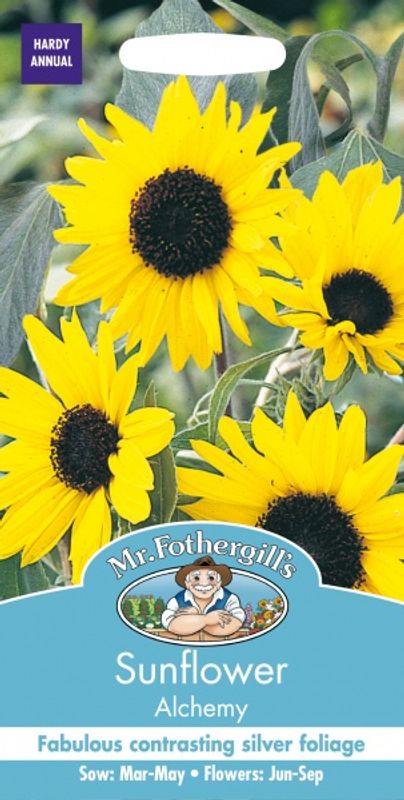 Solsikke 'Alchemy' -  Helianthus annuus 