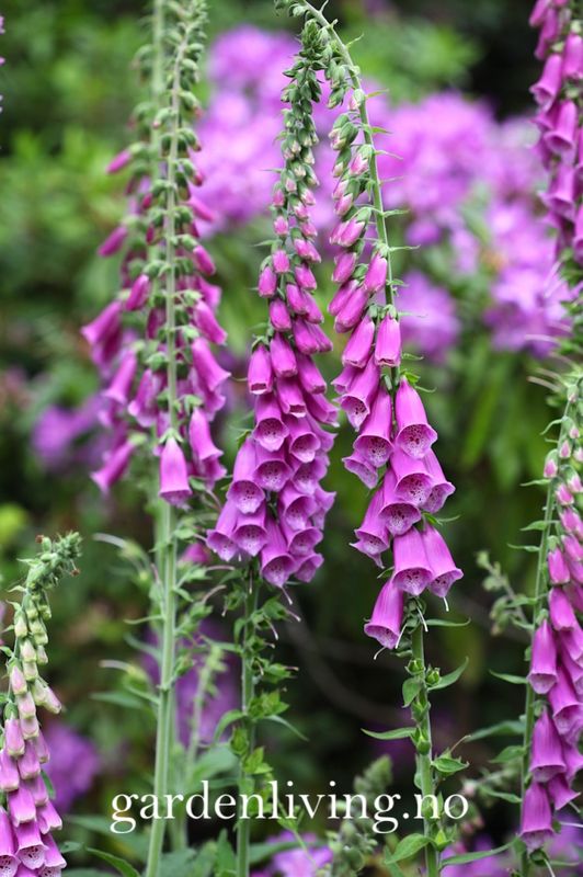 Revebjelle - Digitalis purpurea