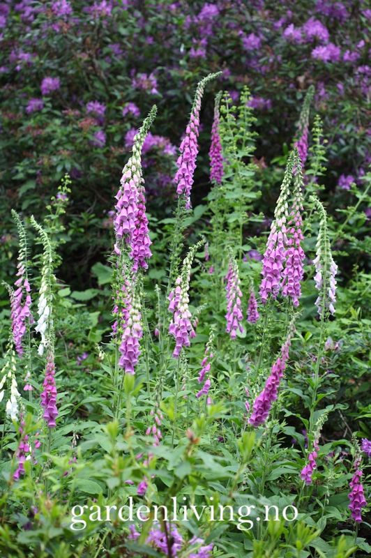 Revebjelle - Digitalis purpurea