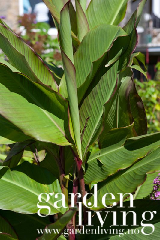 Canna musifolia - 9 cm potte