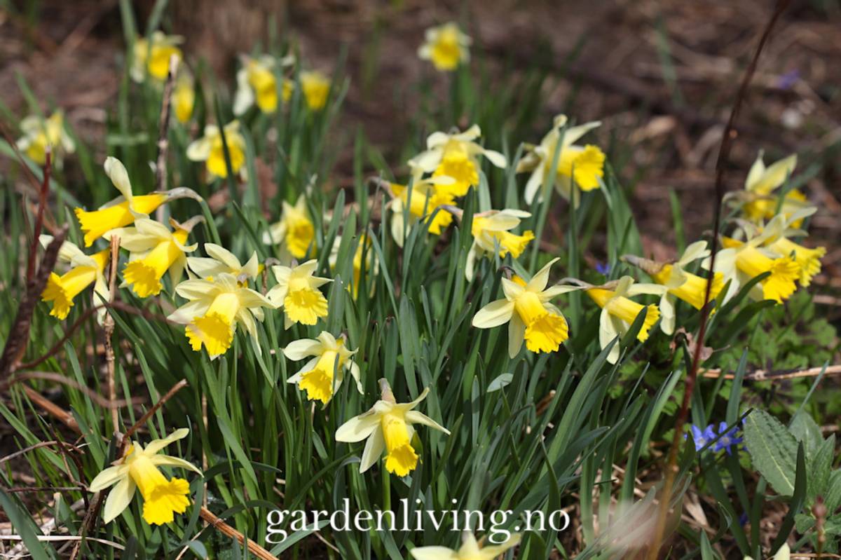 Narcissus pseudonarsissus 'Lobularis’ - 5 stk