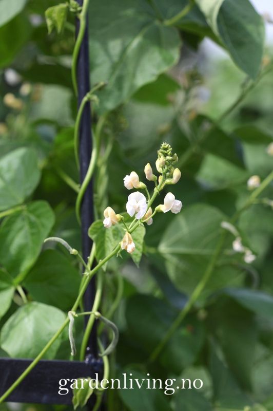 Prydbønne 'White Lady’ - Phaseolus coccinea