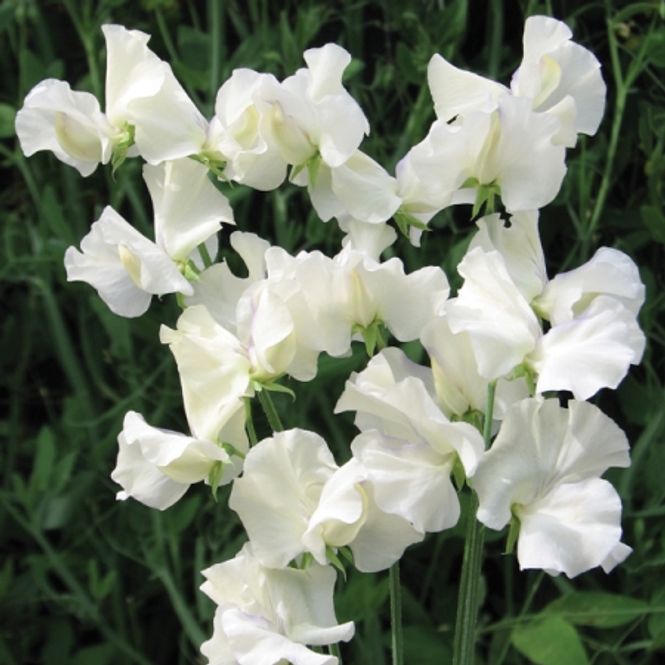 Hovedbilde Blomsterert 'Old Times' - Lathyrus odoratus