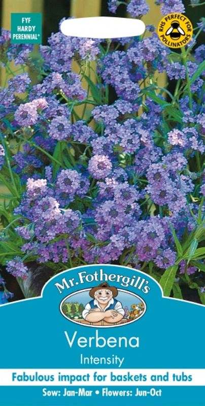 Aksverbena 'Intensity’ - Verbena rigida