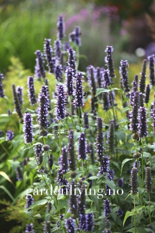 Anisisop 'Blue and White Mixed' - Agastache foeniculum