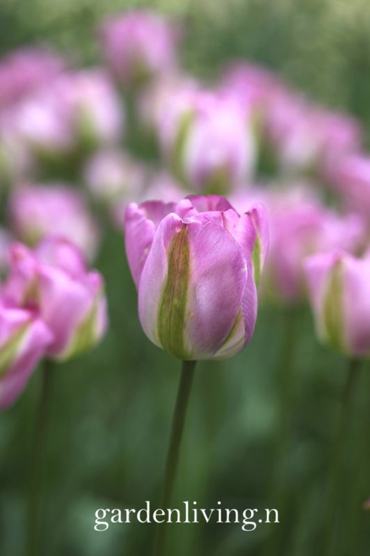 Tulipan 'Groenland', viridifloragruppen - 8 stk