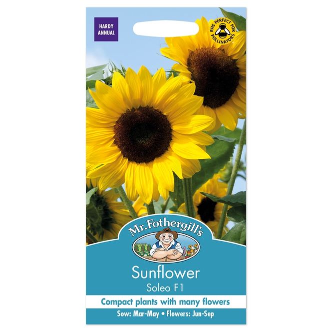 Hovedbilde Solsikke 'Soleo' F1 - Helianthus annuus 