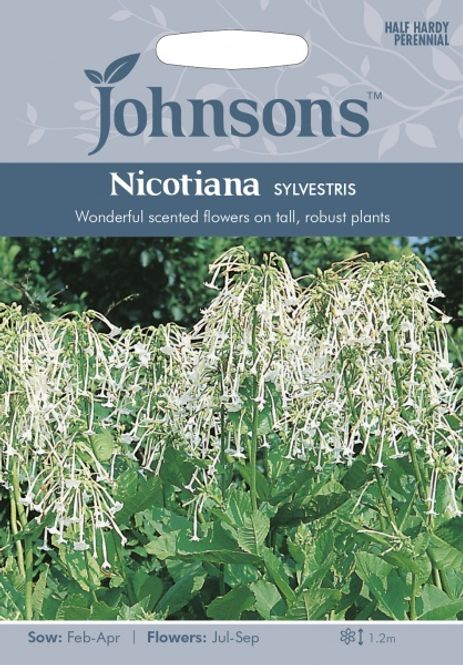 Hovedbilde Skogtobakk - Nicotiana sylvestris