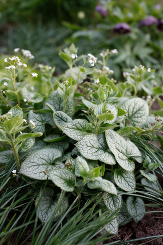 Forglemmegeisøster ’Jack Frost’ - Brunnera macrophylla