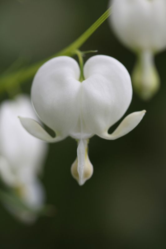 Løytnantshjerte 'Alba' - Lamprocapnos spectabilis