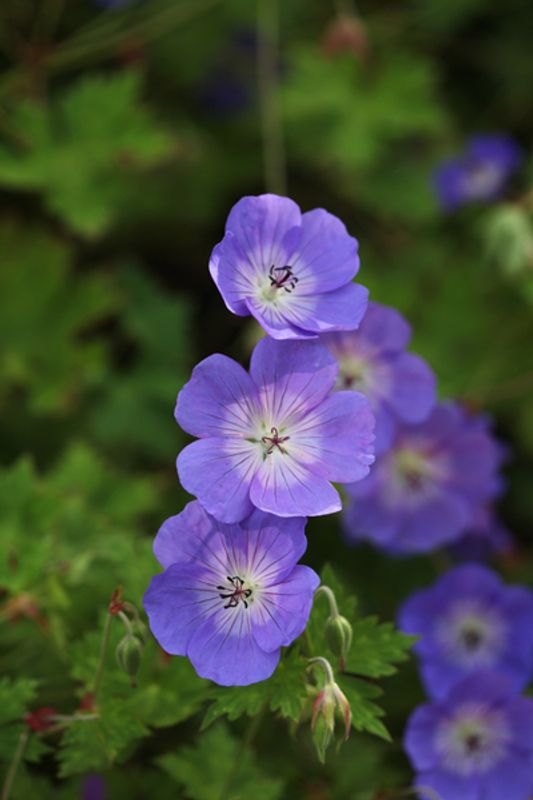Praktstorkenebb 'Rozanne' - Geranium