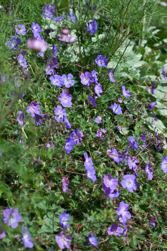 Praktstorkenebb 'Rozanne' - Geranium