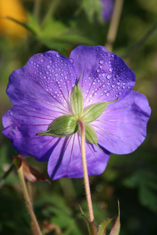 Praktstorkenebb 'Rozanne' - Geranium