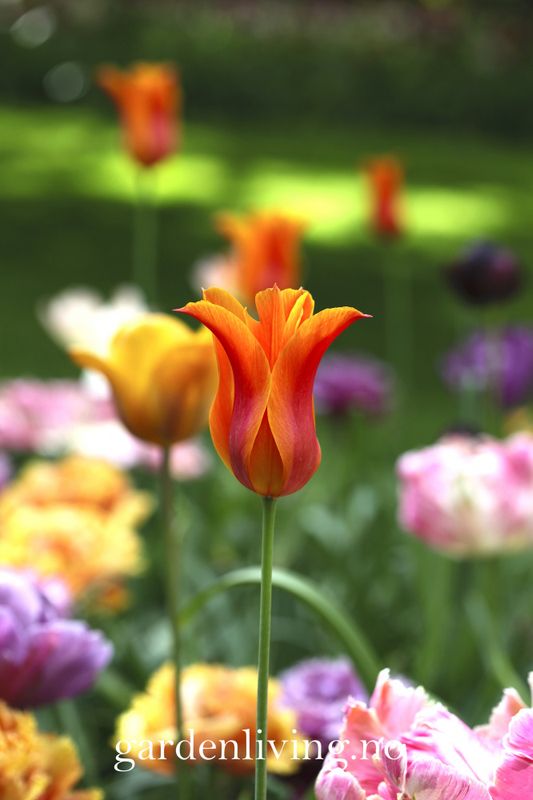 Tulipan 'Ballerina', liljeblomstrende - 7 stk