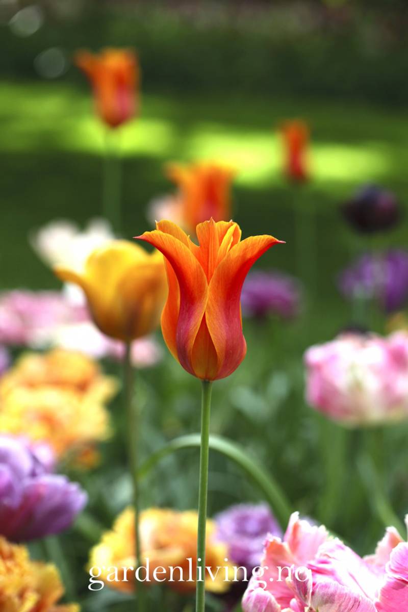 Tulipan 'Ballerina', liljeblomstrende - 7 stk