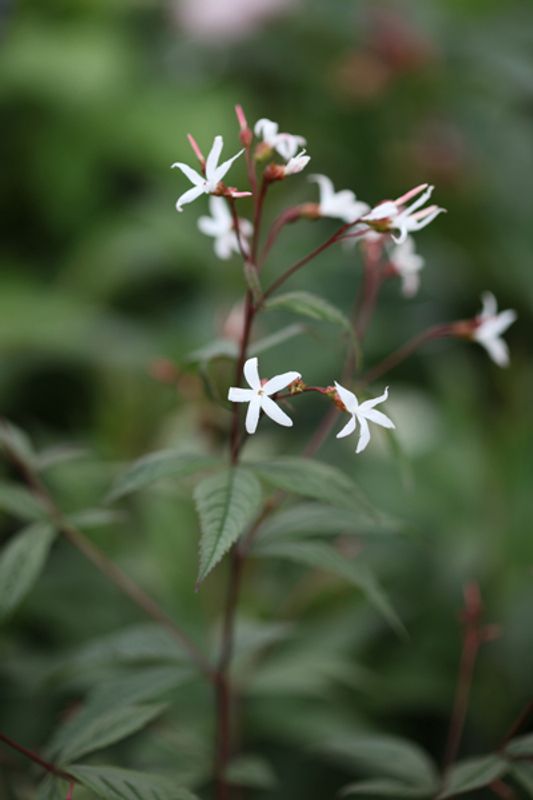 Trebladgillenia - Gillenia trifoliata
