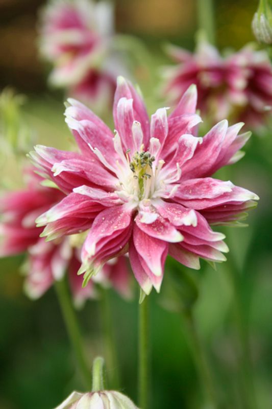 Akeleie 'Nora Barlow - Aquilegia vulgaris 