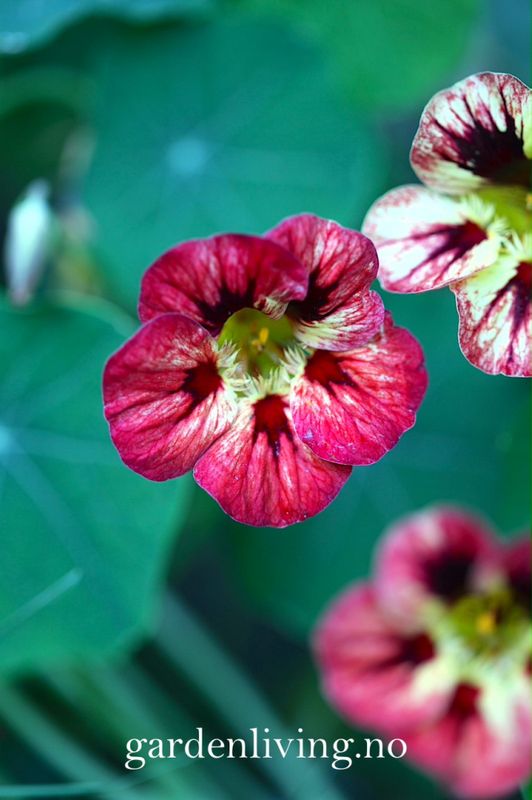 Blomkarse 'Bloody Mary' - Tropaeolum majus