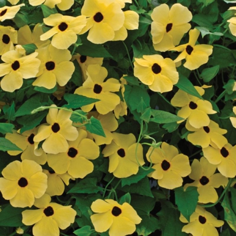 Vingethunbergia 'Desert Sandstorm' - Thunbergia alata